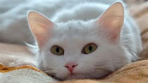 Foto de Luna