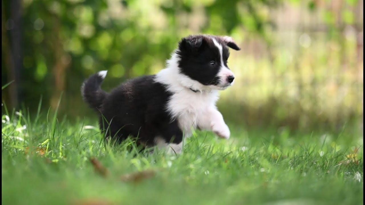Foto de Max