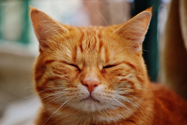 Foto de Mishi