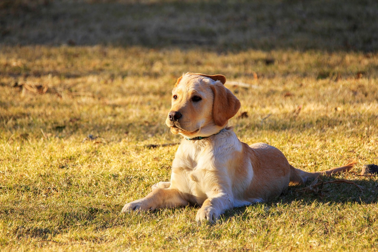 Foto de Rocky