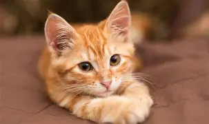 Foto de Simba